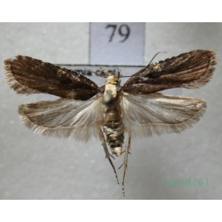 Agonopterix liturosa (Haworth, 1811) Czech79